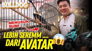Download lagu Pengganti AVATAR  Lebih SEREM ‼️ Murai Buldog ini Tampil Tak Diduga di SMM Dapet Motor