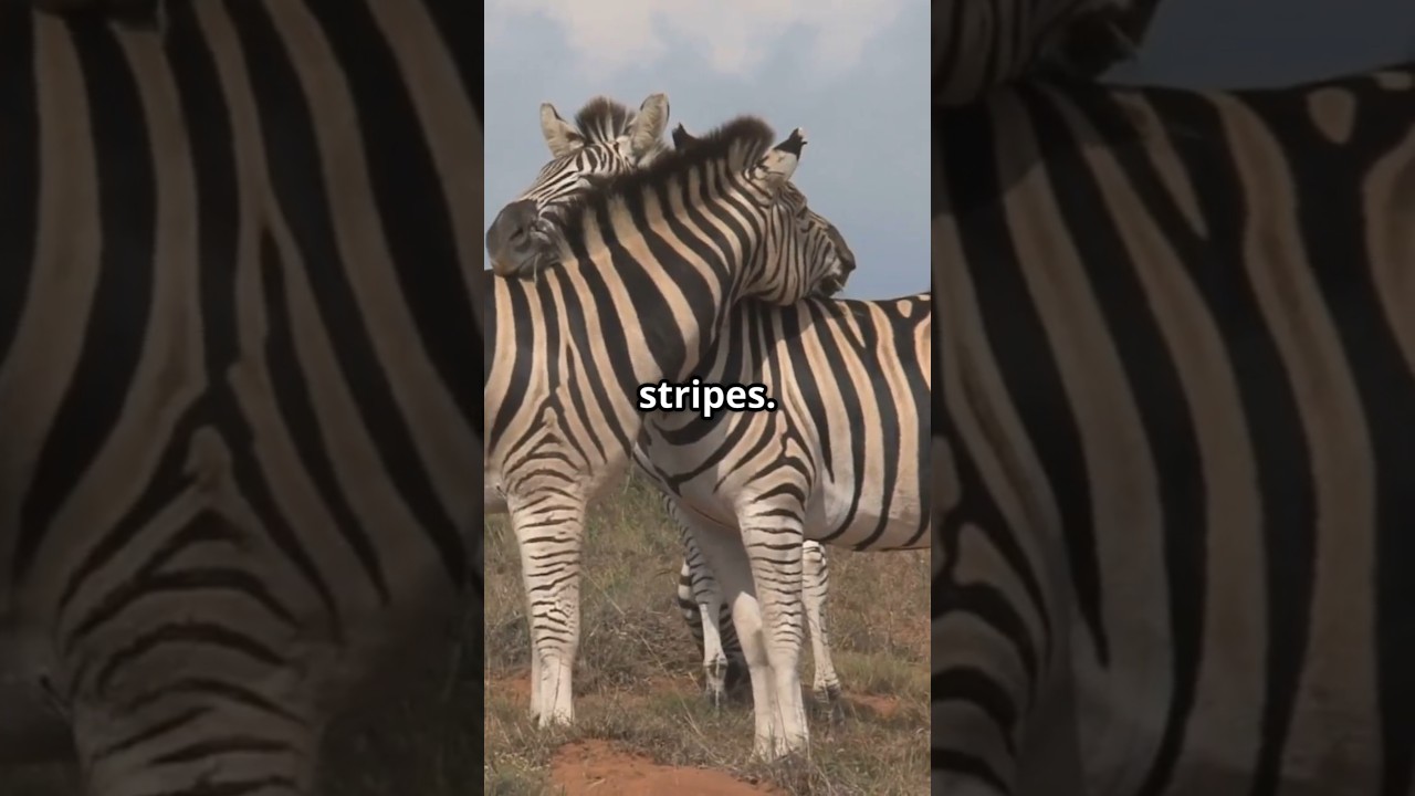Zebra Facts You Didn't Know 