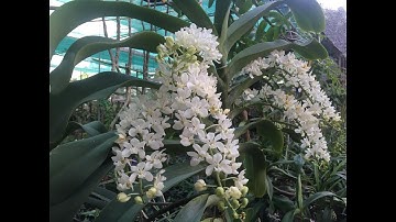 HoalanTV: Đai Châu/Ngọc Điểm Trắng Rừng Bình Thuận Bung Hoa Đẹp Hoàn Hảo