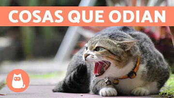 ¿Qué cosas molestan a los gatos?