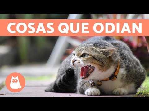 Video: 15 memes animales que solo las personas con dietas obtendrán