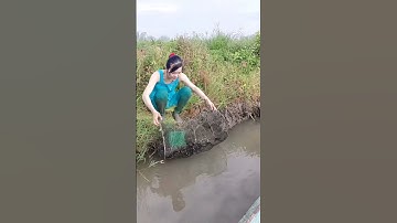 Đặt lợp bắt cá lóc đồng mùa nước nổi dính toàn hàng khủng quá đã #automobile #funny #farming