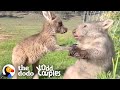 Wombat And Kangaroo Are Obsessed...