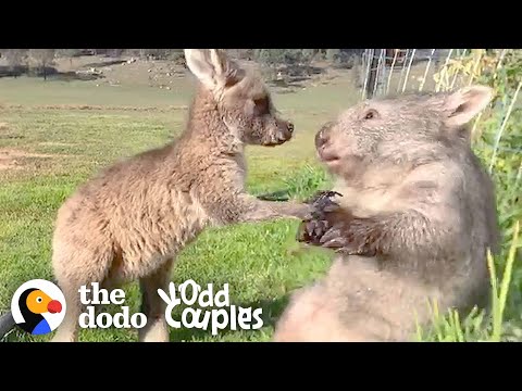 仲良しなカンガルーとウォンバット  