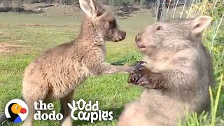 : Wombat And Kangaroo Are Obsessed With Each Other | The Dodo Odd Couples