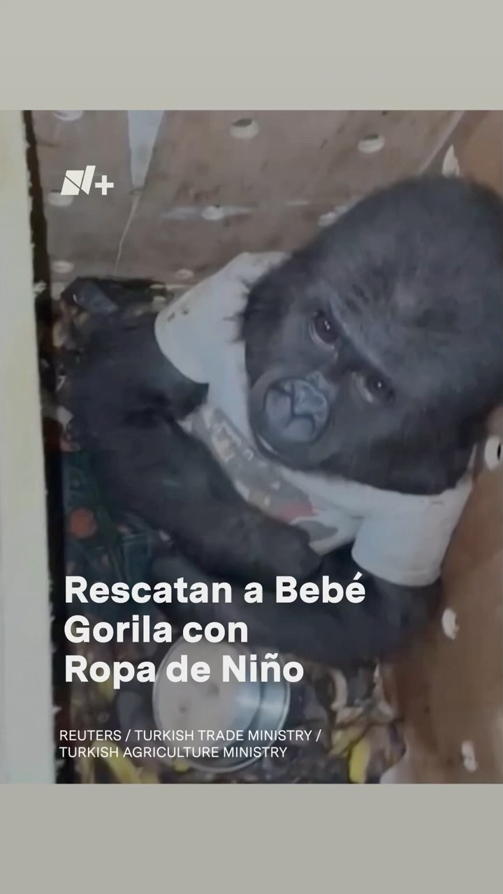 Rescatan a bebé gorila con ropa de niño que iba a ser vendido en el mercado negro - N+ #shorts