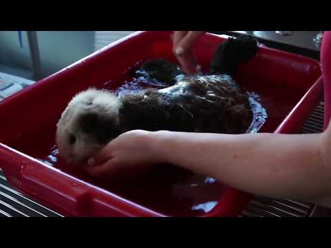 Rescued Baby Sea