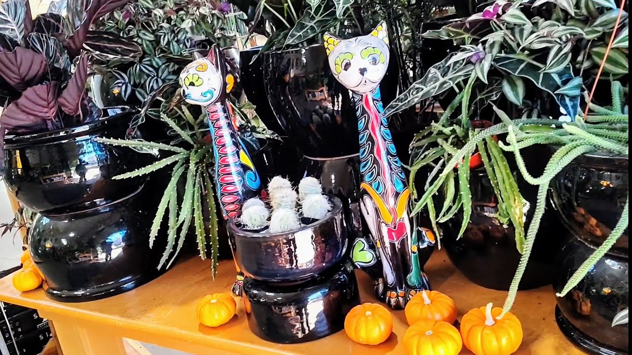 Halloween Plant Shopping 