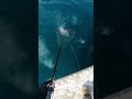 網でカワハギを獲る方法 #Shorts