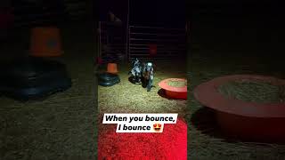 Our Cute Bouncing,  Hopping Baby Goats Do Everything Human Dad Does,  Just Watch.