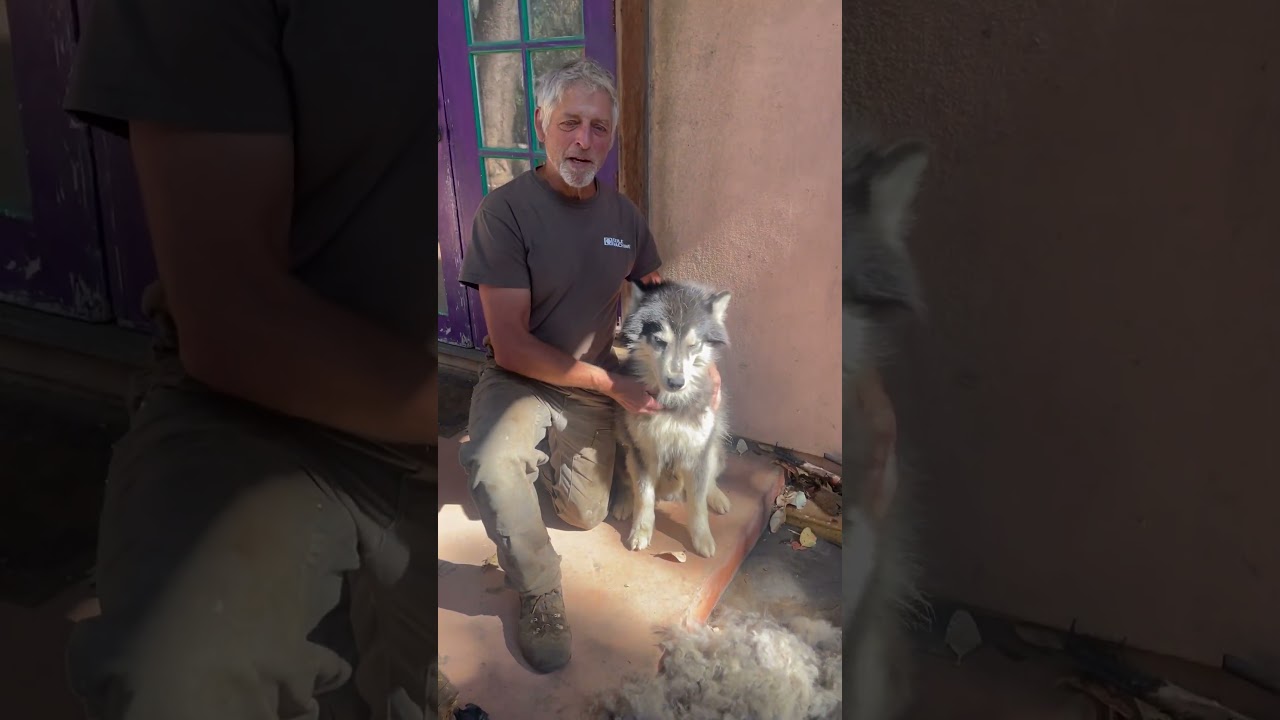 Summertime Husky Grooming