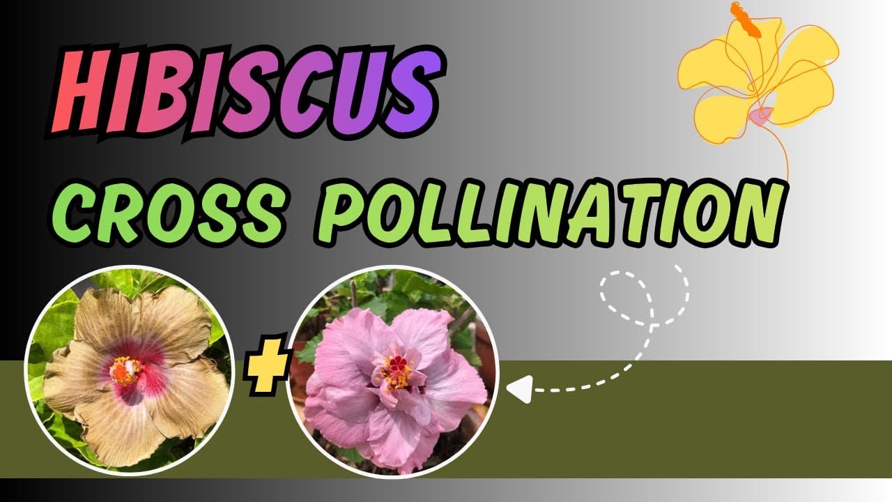 My secret to Propagating RARE Hibiscus Varieties 🌸 Hibiscus Cross Pollination 🌱 