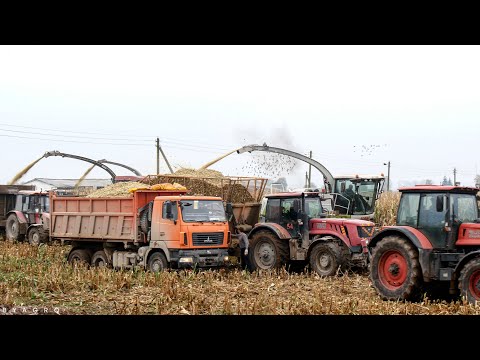 Видео: 16 ЕДИНИЦ ТЕХНИКИ на уборке кукурузы!