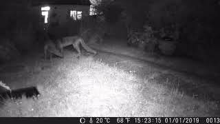 TrailCam 23/6/23 Essex Garden