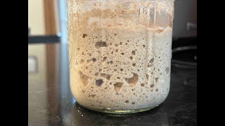 Can I Use Sourdough Starter Straight from the Fridge?