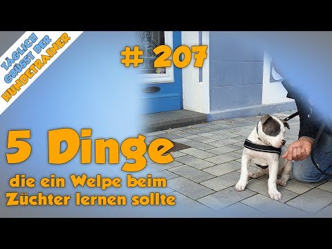 Video: 5 Dinge, die Sie beim Kauf eines reinrassigen Welpen von einem Züchter beachten sollten