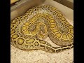 Why I feel Burmese Pythons Can Make Good First Pet Snakes