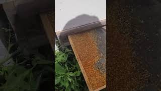 Pollen Trap In Action!