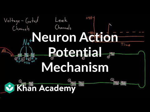 Video: İstirahət membran potensialı necə yaradılır və saxlanılır?