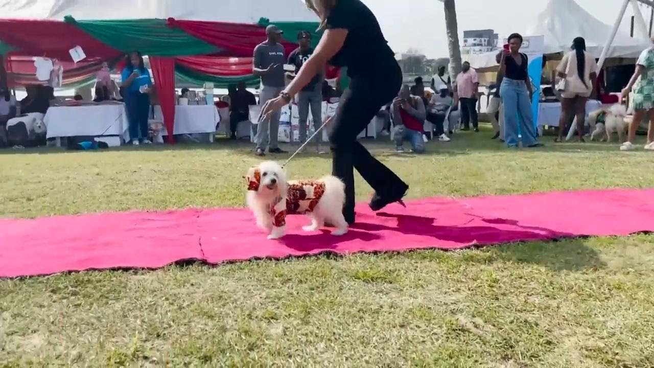 Dogs walk runway in traditional Nigerian costume as annual carnival