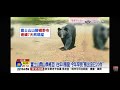 2026-06-01中視2200即時新聞現場-遊日小心! 富士山＂開山季＂熊出沒?! ＂百頭熊群＂罕連日現蹤
