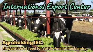 Preparation of feed, for feeding cattle. Agribusiness. Agroholding IEC. Animal husbandry.