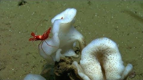 Interview with Emil Ruff on the "development of a methanotrophic microbiome in deep-sea sediments"