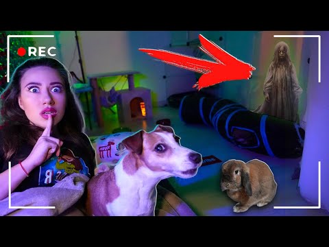 видео: ЖУТКАЯ НОЧЬ В КОМНАТЕ ПИТОМЦЕВ - Платье Сербской Леди  | Elli Di Pets