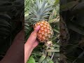 fruit picking satisfying #asmr #fruit