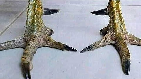 Most expensive qaib phab mab or qaib pama from cianjur west of java indonesia | qaib thaib farming