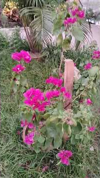 sweet song. #coversong #song #music