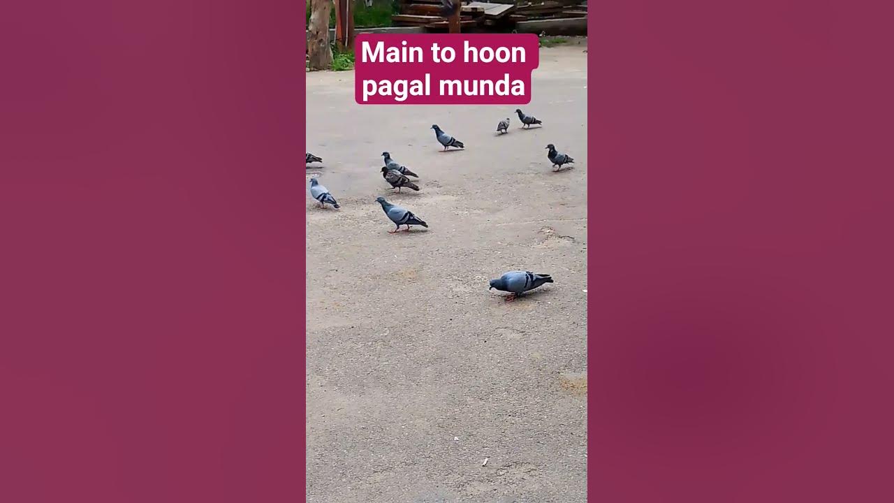 mein to hoon kabutar ki short video #youtube #shorts #short #yt #ytshorts #कबूतर #bird #video #viral