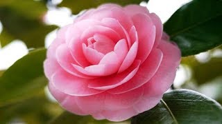 Download Bonjour Vietnam Numéro 104 - Hoa Trà Mi - Le Camellia. Video MP3 Bonjour Vietnam Numéro 104 - Hoa Trà Mi - Le Camellia.