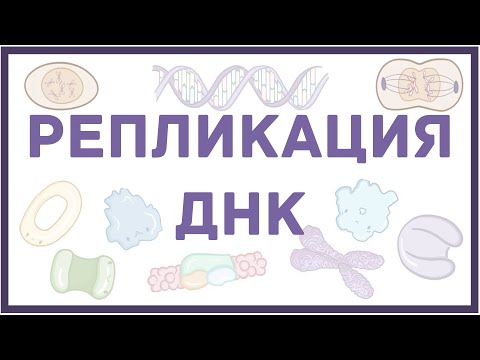 Видео: Из чего состоит ДНК-геликаза?