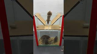 Creative Mouse Trap Ideas/Mouse Trap 2#Rattrap #Mousetrap #Shorts