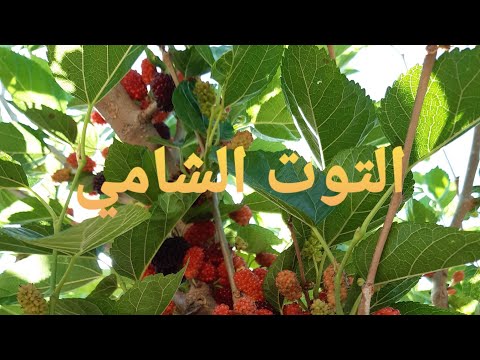 موسم التوت الشامي