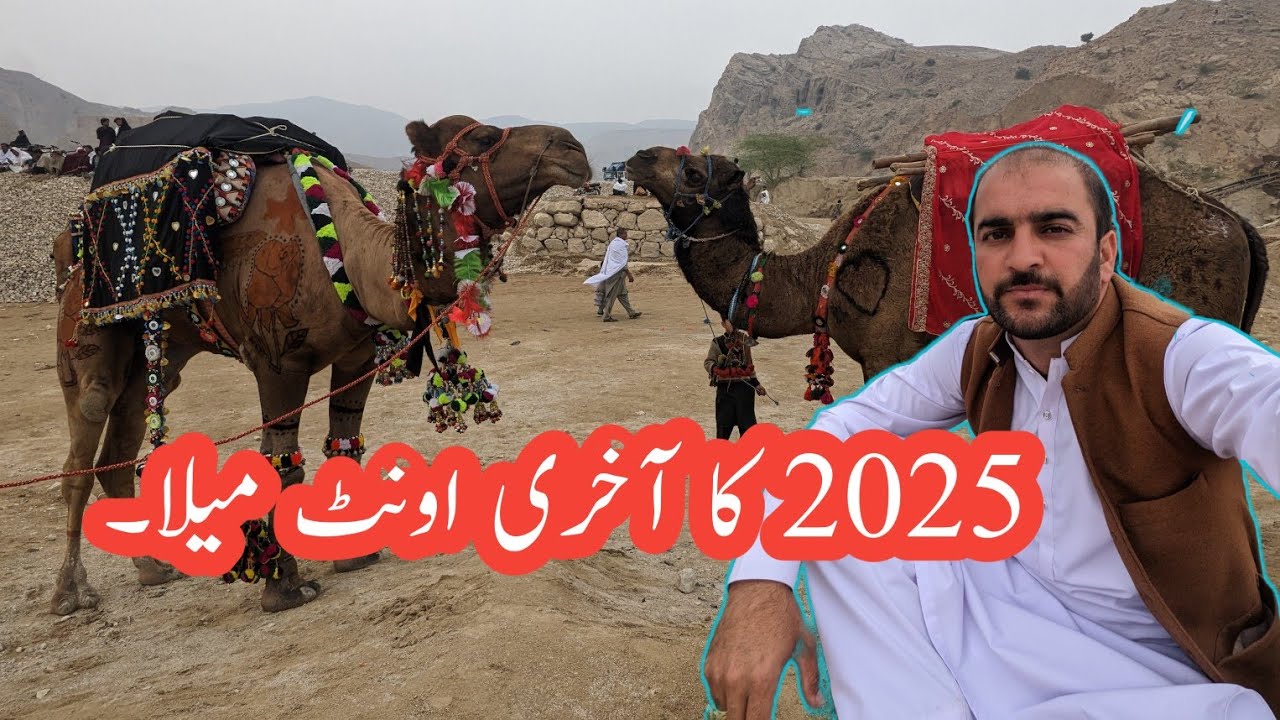 Last Camel festival of 2025 | famous festival | viral festival | Camel lifting 💪