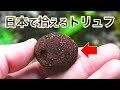 【トリュフ狩り】国産トリュフをアライグマと熱々のご飯に乗せると・・・ヤバすぎた