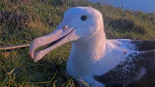Albatross Chick Gets Up Close And Personal With Royal Cam | August 6, 2026 @CornellBirdCams