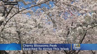 Cherry Blossoms Peak Bloom Expected This Week