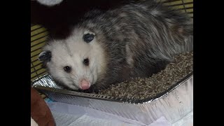 Meet Oscar Wild  - The opossum who wouldn't leave   SD 480p by Ferncroft Rescue 42,422 views 2 years ago 9 minutes, 37 seconds