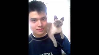 Meeting Lazuli!  The Blue Point Siamese