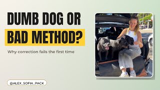 What if dog repeat misbehavior after the correction?