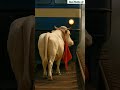 Cows saved many train passengers😥 #ai #aishorts #3danimation #cow #shotrs #shortsfeeds