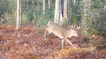 How to bow hunt the rut lockdown
