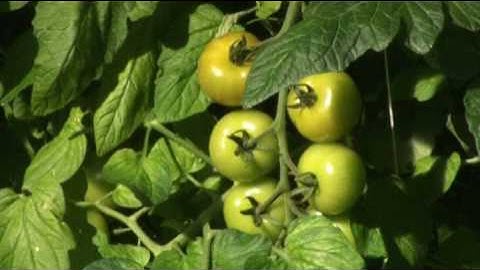 Linear programming: tomato farmer (3/3) METAL film 4.05