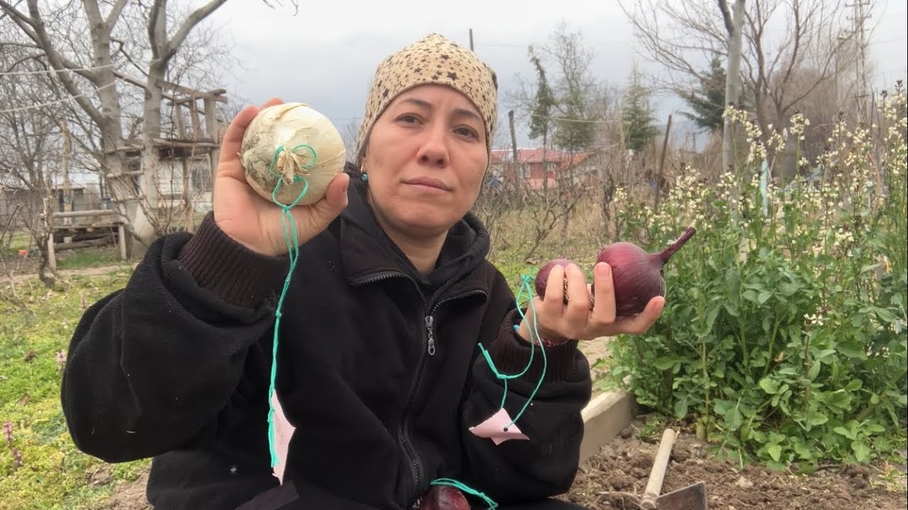 İri kuru soğan - Soğan Tohumu Nasıl Ekilir - Soğan Çimlendirme - Soğan tohumu ne zaman ekilir