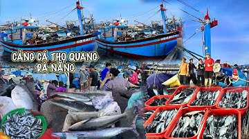 TẤP NẬP CẢNG CÁ THỌ TRƯỜNG ĐÀ NẴNG HÀNG NGHÌN TẤT CÁ NỤC BÔNG NGƯ DÂN TRÚNG ĐẬM | NHIỀU CÁ TƯƠI NGON