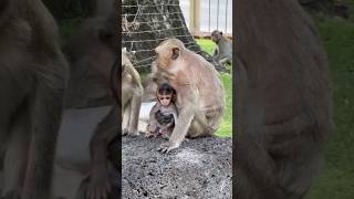 완전 귀여운 원숭이 🙈🙈 Cute monkeys in Thailand 🇹🇭