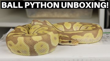 Ball Python Unboxing From KMS Constrictors! Coral Glow Chocolate Ball Python! - Benjamin